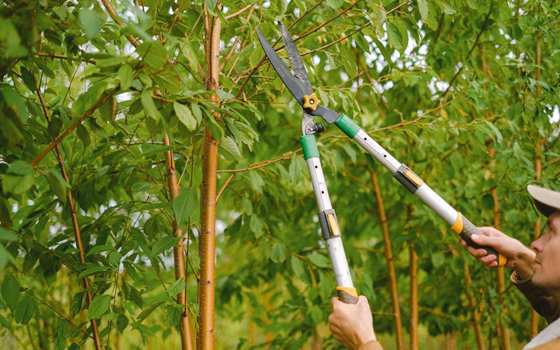 Tree trimming in Edwardsport, IN